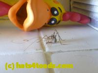 /home//u458753944/public_html/sourcegallery//Insects and small critters/grasshoppers and crickets (Orthoptera)/P1060132.JPG